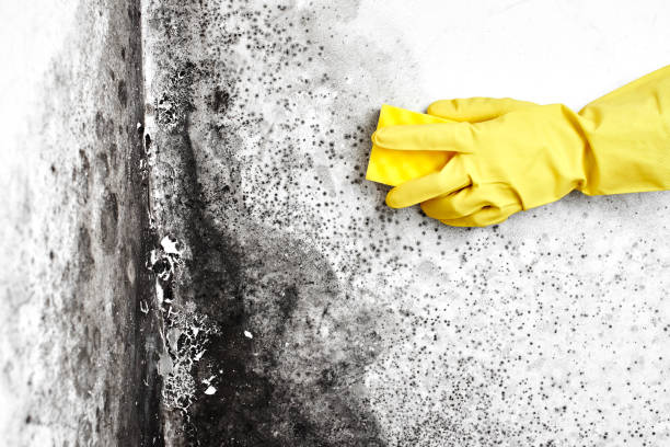 Asbestos and Lead Testing During Mold Inspection